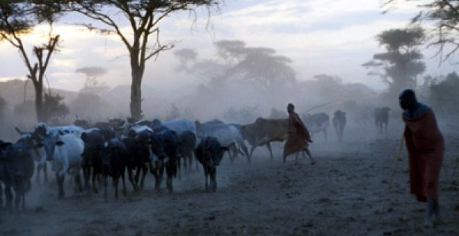 Freno al asesino invisible de la vaca masai