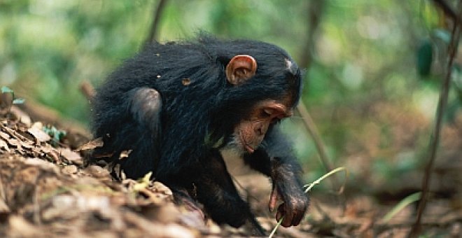 Los chimpancés redefinen al ser humano