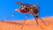 Los mosquitos heredan la resistencia al repelente