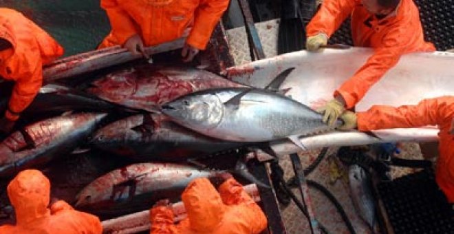 España agota su cuota de atún rojo antes de tiempo