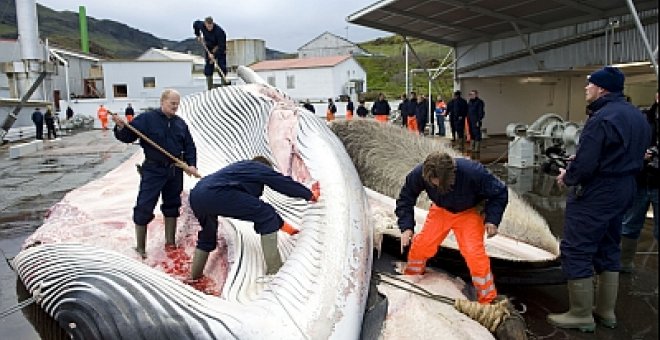 Se abre la lucha por el futuro de las ballenas