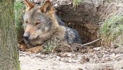 El lobo ibérico regresa a Madrid tras 40 años