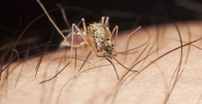 La malaria era inofensiva hace 10.000 años