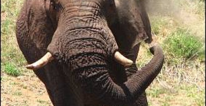 África pierde la mitad de su fauna protegida