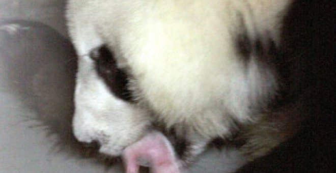 Nacen en el Zoo de Madrid los primeron osos pandas en 28 años
