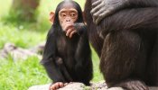 La UE limita los experimentos con animales y prohibirá usar grandes primates