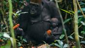 El parásito de la malaria proviene de los gorilas