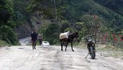 Esponjas vegetales en el Ecuador andino