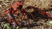 Un cangrejo invasor beneficia a algunas especies del Guadalquivir