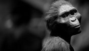 Los australopitecos vuelven a ser 'monos'