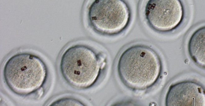 Un grupo español marca embriones con microchips