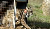 Liberados dos linces criados en cautividad