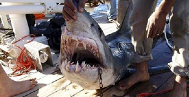 Una mujer muere tras ser atacada por un tiburón en el mar Rojo