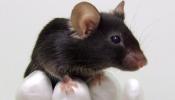 Científicos japoneses crean un ratón que trina