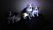 Animalistas rescatan 36 perros de un criadero de animales para vivisección