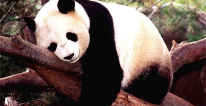 La supervivencia de los pandas depende de los 'bosques viejos'