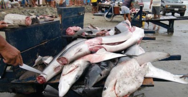 España y otros tres países pescan el 35% de tiburones