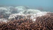 Tailandia elevará las tasas de buceo para proteger el coral