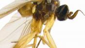 Redescubierta viva en África una mosca fósil alavesa