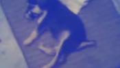 La Policía investiga un vídeo en el que un hombre tortura a un cachorro
