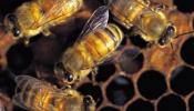 La desaparición de abejas ya es un problema global