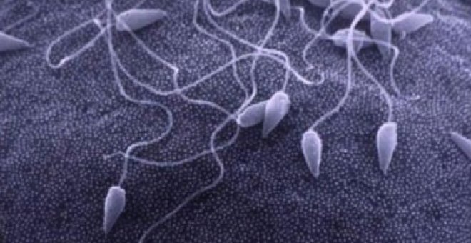 Japón logra criar esperma de laboratorio