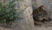 Las dos lobas 'fugitivas' del zoo de Barcelona vuelven a casa