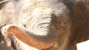 Un joven elefante fallece en el zoo donde murió el oso Knut