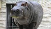 Satsuki, el hipopótamo del zoo de Tokio muere de estrés tras el terremoto