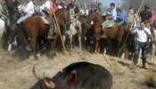 Tordesillas 'blinda' el Toro de la Vega