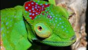 WWF descubre 600 nuevas especies en Madagascar