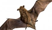 El murciélago tiene sensores como un avión
