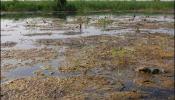 Las aguas fecales contaminan Daimiel