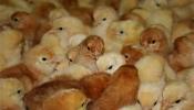 Un incendio en una granja provoca la muerte de 14.000 pollitos