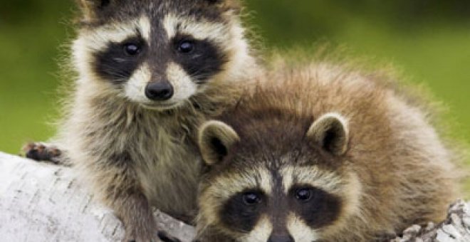 Un cazador se pega un tiro por golpear a un mapache con su rifle