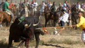 Castilla y León ni se plantea suprimir el Toro de la Vega
