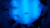 Las medusas dominarán los océanos de la Tierra