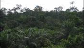 La deforestación reduce las lluvias en África a la mitad