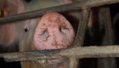 Bruselas reprende a España por no minimizar el maltrato animal