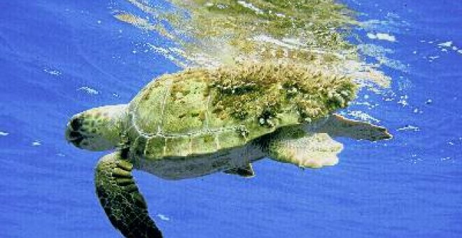 Tenerife salva su ecosistema marino