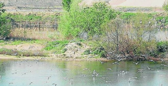 Un oasis para las aves entre grúas y camiones