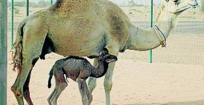 Nace el primer camello clonado