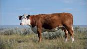 El de la vaca lechera no es un genoma cualquiera