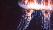 La invasión silenciosa de las medusas
