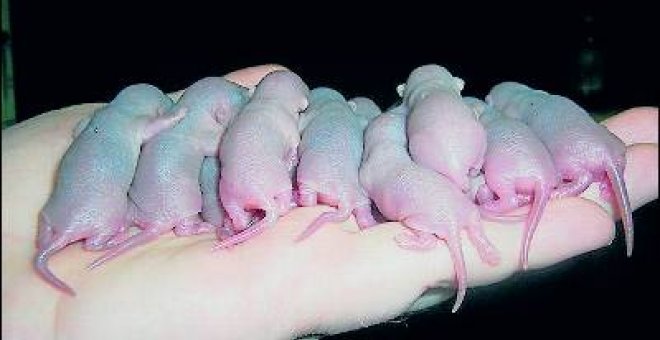 Un virus salta de las ratas al ser humano