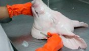 Rusia confirma que importará de nuevo cerdo español