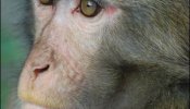 Éxito de una vacuna anti-VIH en monos