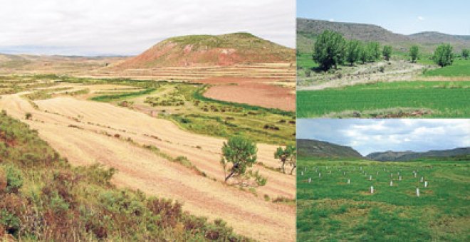 De ribera de un río seco a bosque con 6.000 árboles