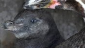 Dos pingüinos homosexuales 'adoptan' un polluelo en Alemania