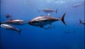 El Mediterráneo, la cuna del atún